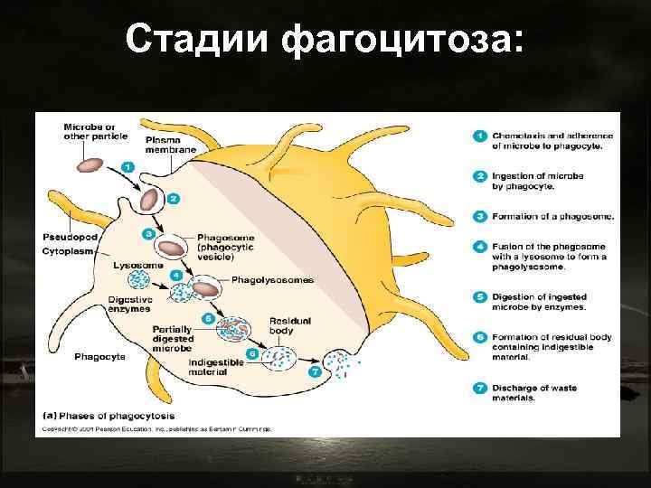 Стадии фагоцитоза: 