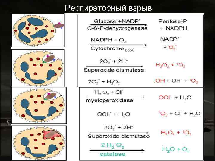 Респираторный взрыв 