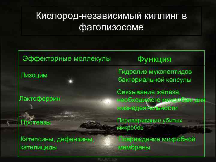 Кислород-независимый киллинг в фаголизосоме Эффекторные моллекулы Функция Лизоцим Гидролиз мукопептидов бактериальной капсулы Лактоферрин Связывание