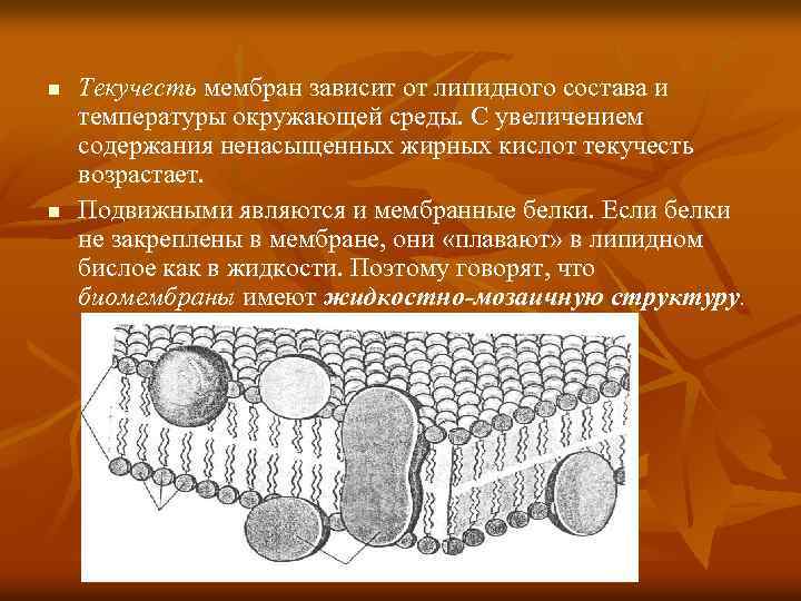 n n Текучесть мембран зависит от липидного состава и температуры окружающей среды. С увеличением