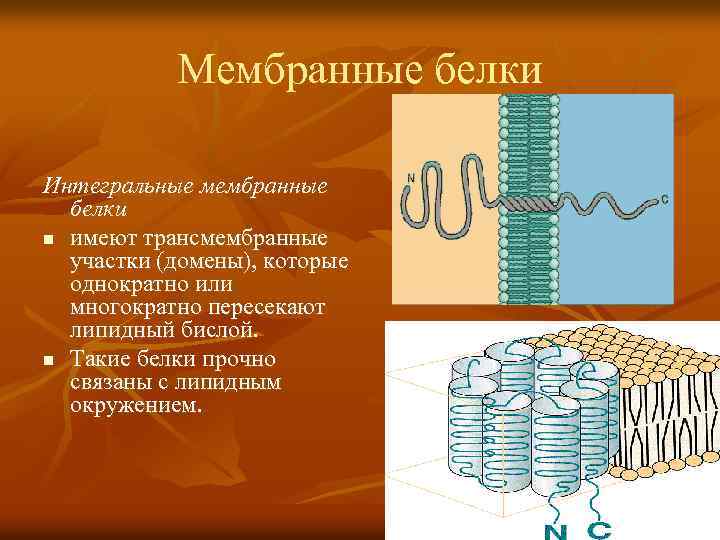 Мембранные белки Интегральные мембранные белки n имеют трансмембранные участки (домены), которые однократно или многократно