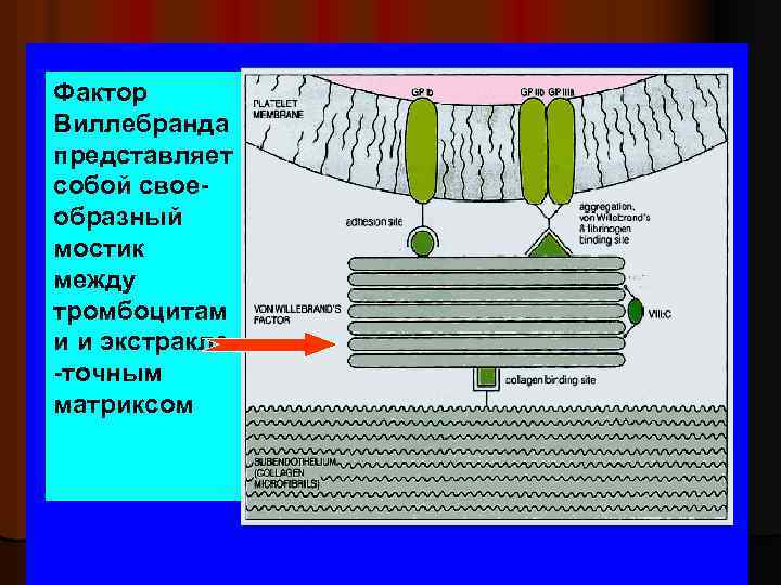 Фактор Виллебранда представляет собой своеобразный мостик между тромбоцитам и и экстракле -точным матриксом 