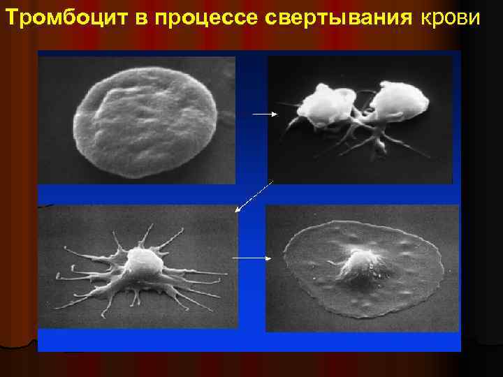 Тромбоцит в процессе свертывания крови 