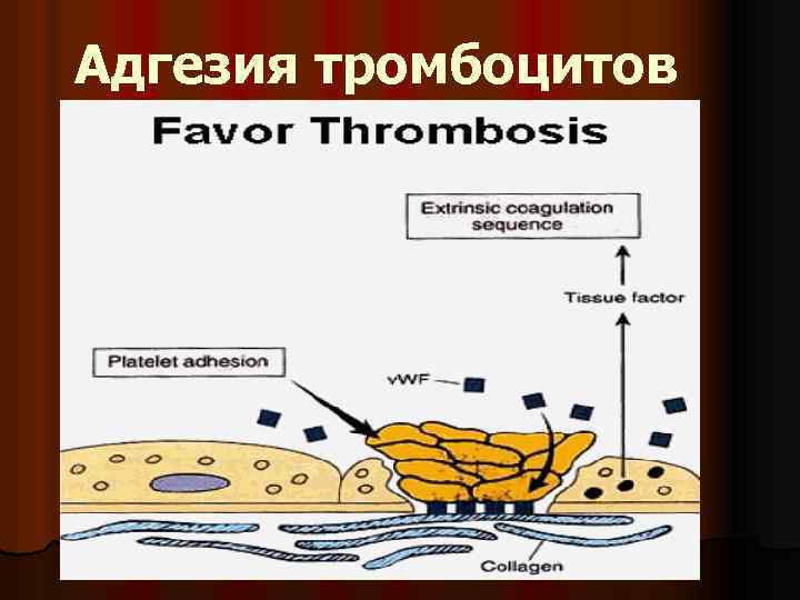 Адгезия тромбоцитов 