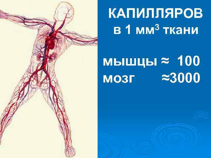 КАПИЛЛЯРОВ в 1 мм 3 ткани мышцы ≈ 100 мозг ≈3000 