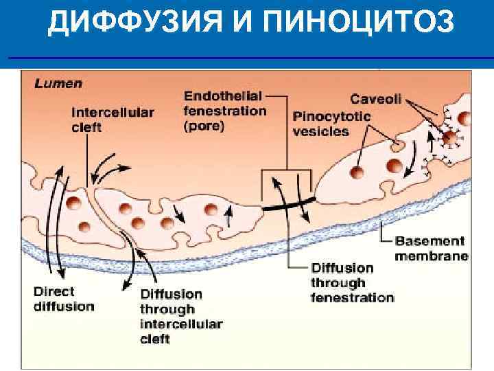 ДИФФУЗИЯ И ПИНОЦИТОЗ 