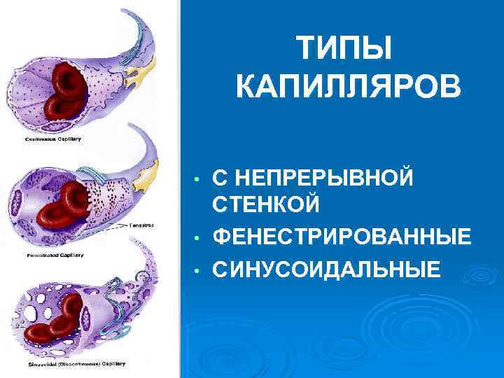 ТИПЫ КАПИЛЛЯРОВ С НЕПРЕРЫВНОЙ СТЕНКОЙ • ФЕНЕСТРИРОВАННЫЕ • СИНУСОИДАЛЬНЫЕ • 