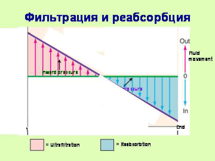 СИЛЫ СТАРЛИНГА ЛИМФА ТКАНЕВАЯ ЖИДКОСТЬ 12 0 8 (See next slide) → ОТ АРТЕРИОЛЫ