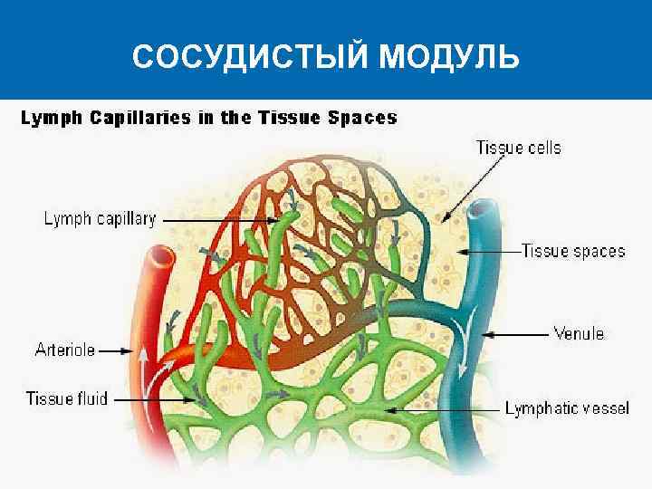 СОСУДИСТЫЙ МОДУЛЬ 