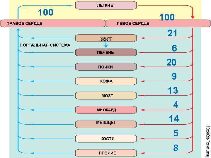 100 ЛЕГКИЕ ПРАВОЕ СЕРДЦЕ ЛЕВОЕ СЕРДЦЕ ЖКТ ПОРТАЛЬНАЯ СИСТЕМА ПЕЧЕНЬ ПОЧКИ КОЖА МОЗГ МИОКАРД