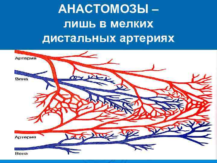 АНАСТОМОЗЫ – лишь в мелких дистальных артериях 