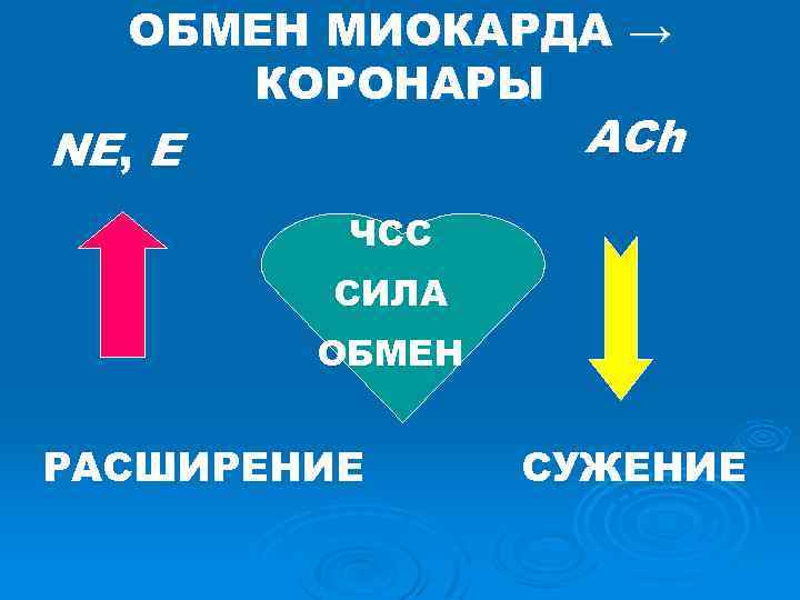 ОБМЕН МИОКАРДА → КОРОНАРЫ ACh NE, E ЧСС СИЛА ОБМЕН РАСШИРЕНИЕ СУЖЕНИЕ 