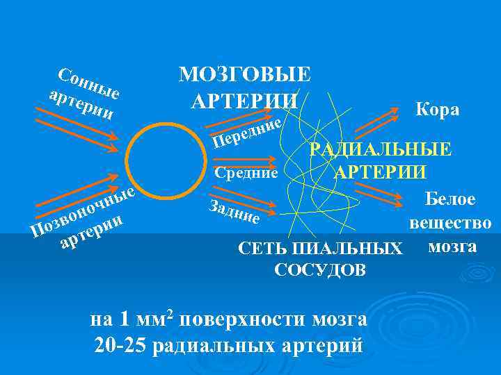 Сон ные арт ери и МОЗГОВЫЕ АРТЕРИИ е дни ере П е чны оно