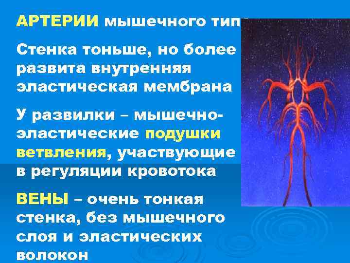 АРТЕРИИ мышечного типа Стенка тоньше, но более развита внутренняя эластическая мембрана У развилки –