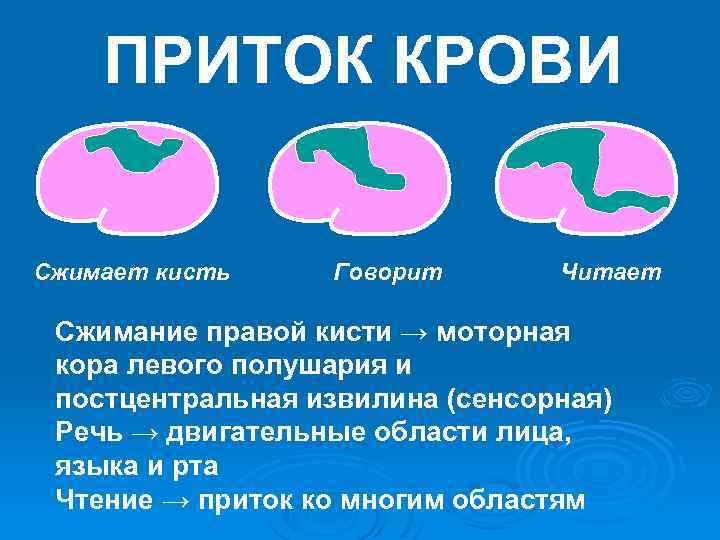 ПРИТОК КРОВИ Сжимает кисть Говорит Читает Сжимание правой кисти → моторная кора левого полушария