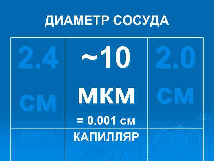 ДИАМЕТР СОСУДА 2. 4 см АОРТА ~10 мкм = 0. 001 см КАПИЛЛЯР 2.