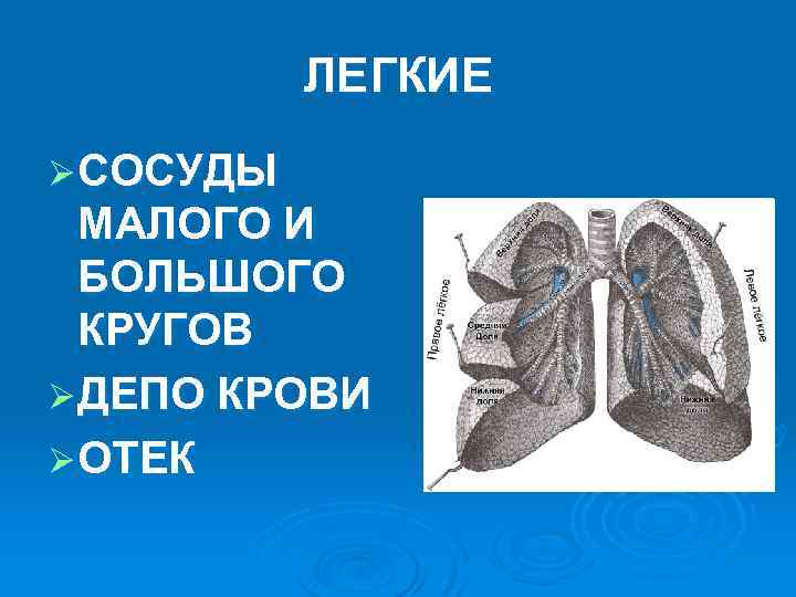 ЛЕГКИЕ Ø СОСУДЫ МАЛОГО И БОЛЬШОГО КРУГОВ Ø ДЕПО КРОВИ Ø ОТЕК 