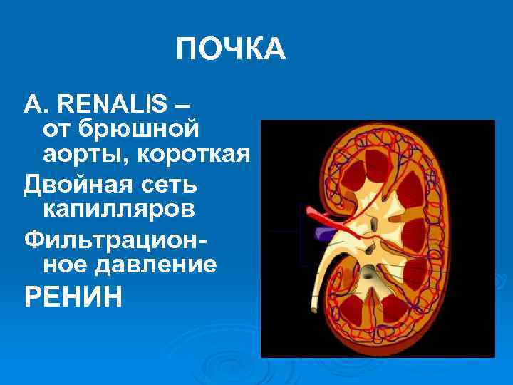 ПОЧКА A. RENALIS – от брюшной аорты, короткая Двойная сеть капилляров Фильтрационное давление РЕНИН