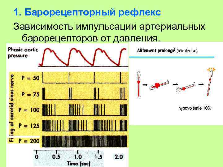 1. Барорецепторный рефлекс Зависимость импульсации артериальных барорецепторов от давления. 
