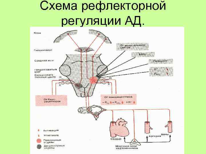 Схема рефлекторной регуляции АД. 