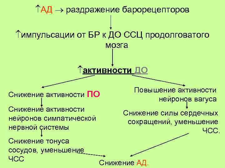  АД раздражение барорецепторов импульсации от БР к ДО ССЦ продолговатого мозга активности ДО