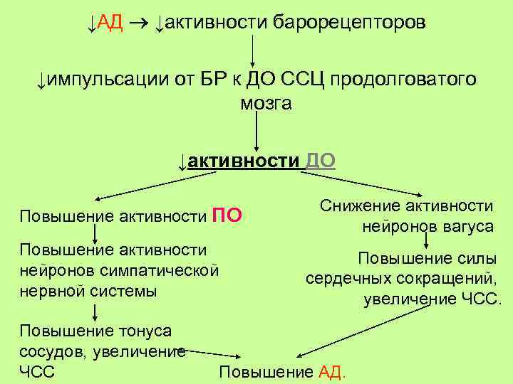 ↓АД ↓активности барорецепторов ↓импульсации от БР к ДО ССЦ продолговатого мозга ↓активности ДО Повышение