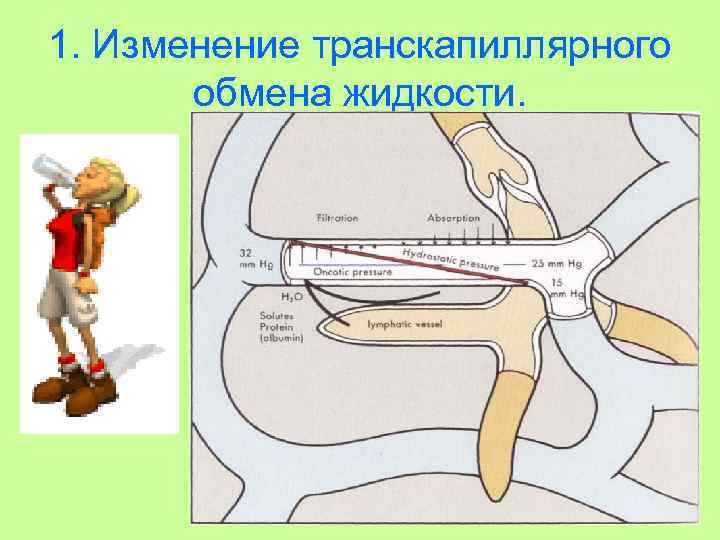 1. Изменение транскапиллярного обмена жидкости. 