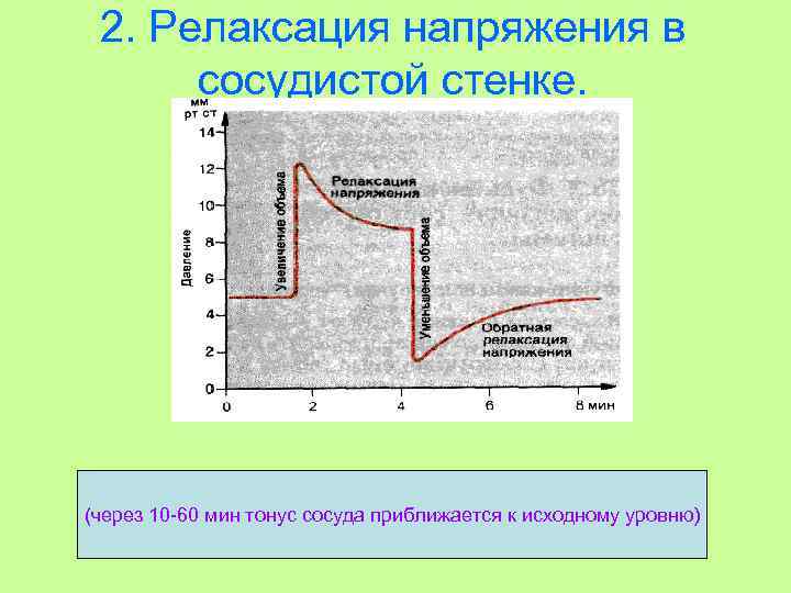 2. Релаксация напряжения в сосудистой стенке. (через 10 -60 мин тонус сосуда приближается к