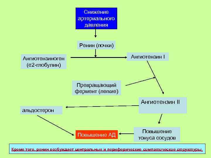 Снижение артериального давления Ренин (почки) Ангиотензин I Ангиотензиноген (α 2 -глобулин) Превращающий фермент (легкие)