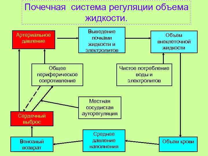 Почечная система регуляции объема жидкости. Артериальное давление Выведение почками жидкости и электролитов Общее периферическое