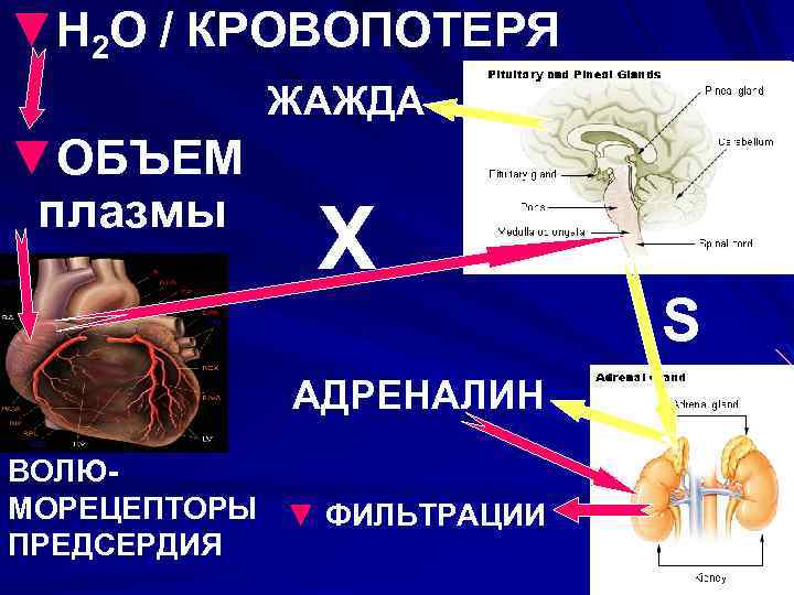 ▼H 2 O / КРОВОПОТЕРЯ ЖАЖДА ▼ОБЪЕМ плазмы Х АДРЕНАЛИН ВОЛЮМОРЕЦЕПТОРЫ ▼ ФИЛЬТРАЦИИ ПРЕДСЕРДИЯ