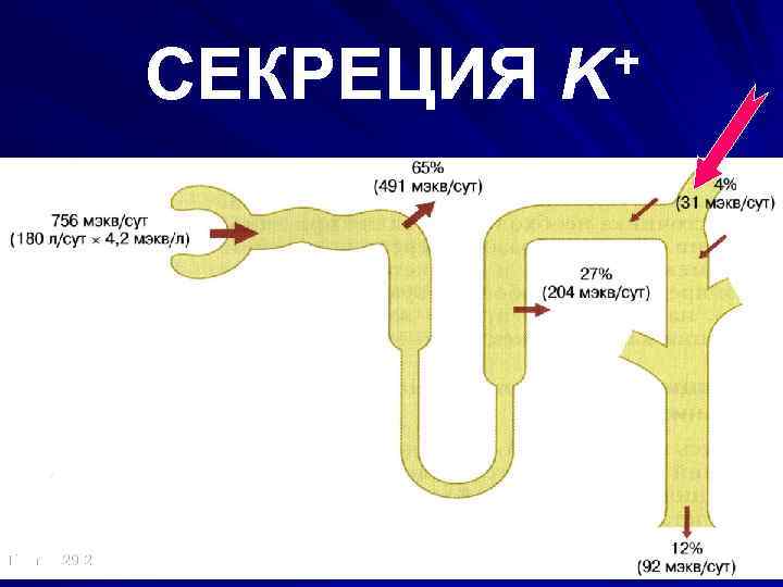 СЕКРЕЦИЯ Гайтон 29 -2 + K 