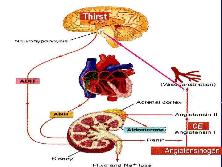 Thirst CE Angiotensinogen 