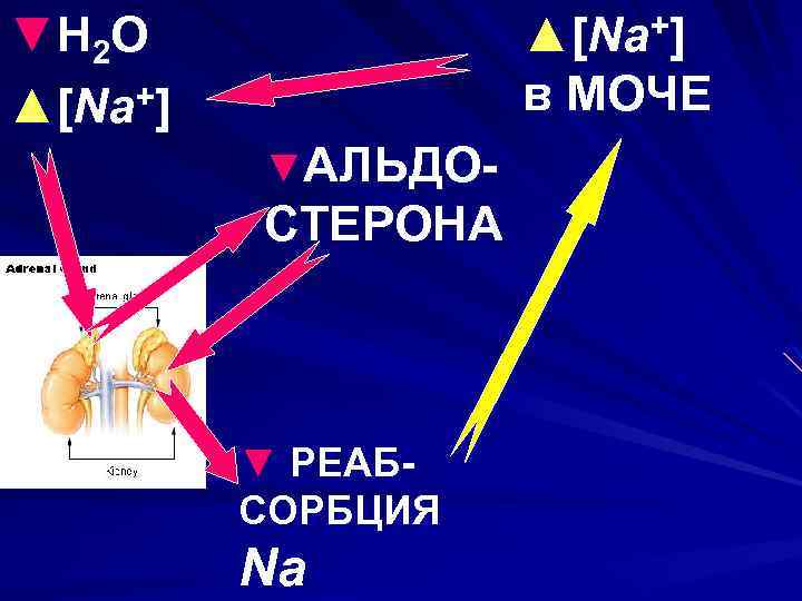 ▼ H 2 O ▲[Na+] в МОЧЕ ▼АЛЬДО- СТЕРОНА ▼ РЕАБСОРБЦИЯ Na 