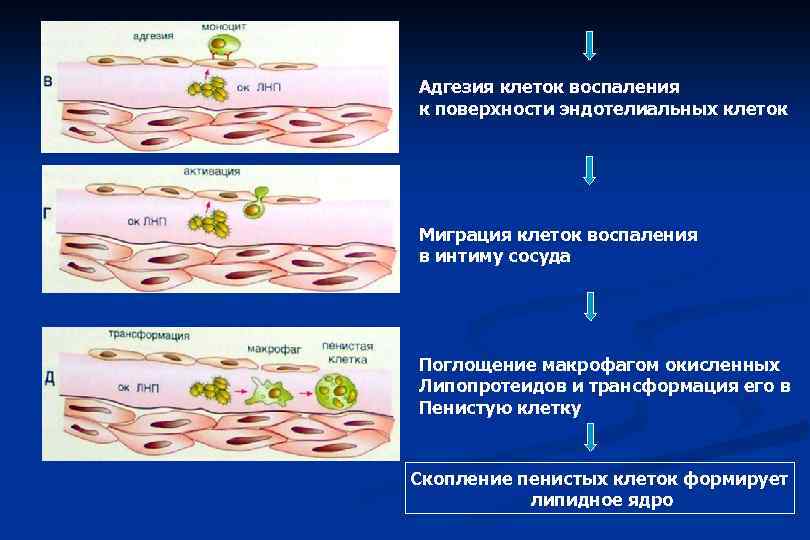 Клетки воспаления. Адгезия клеток. Миграция клеток и воспаление. Адгезия клеток это в биологии. Клеточная адгезия и принятие клеткой сигналов.