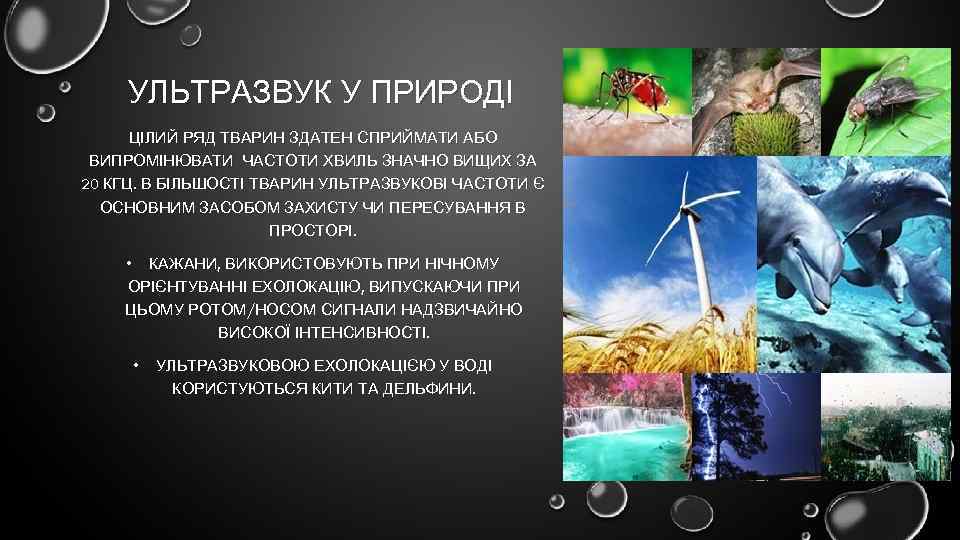УЛЬТРАЗВУК У ПРИРОДІ ЦІЛИЙ РЯД ТВАРИН ЗДАТЕН СПРИЙМАТИ АБО ВИПРОМІНЮВАТИ ЧАСТОТИ ХВИЛЬ ЗНАЧНО ВИЩИХ