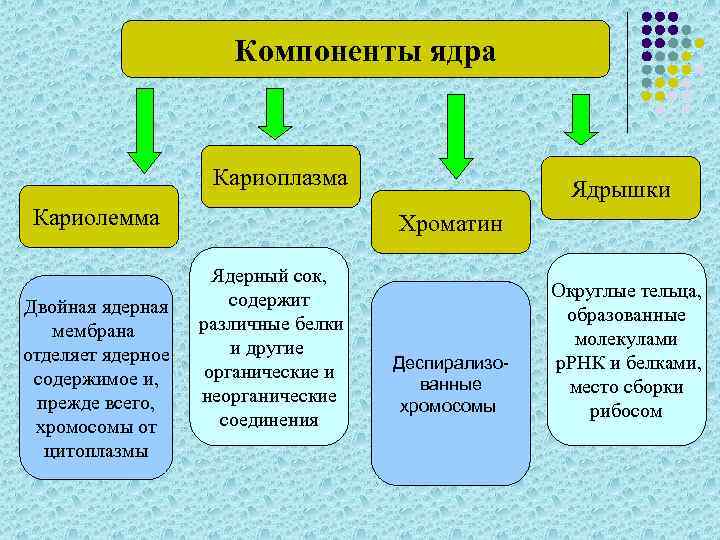 Компоненты ядра Кариоплазма Кариолемма Двойная ядерная мембрана отделяет ядерное содержимое и, прежде всего, хромосомы
