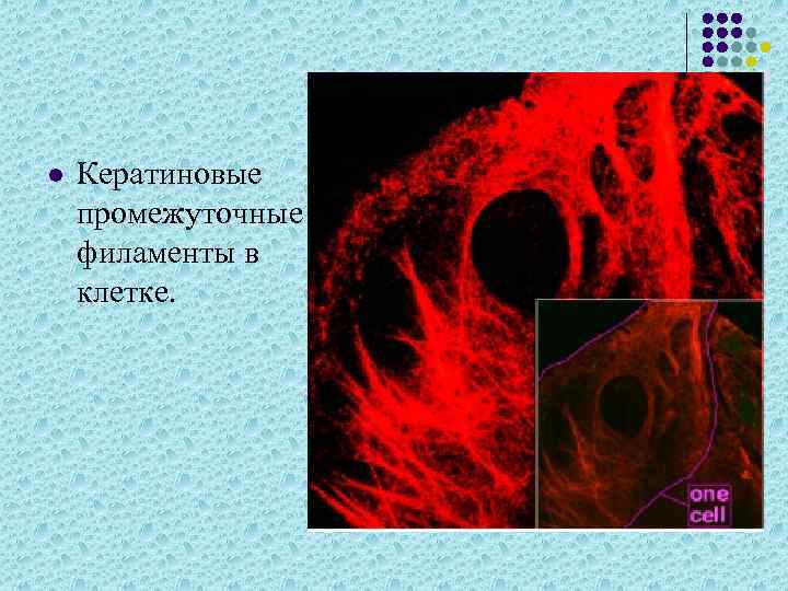 l Кератиновые промежуточные филаменты в клетке. 