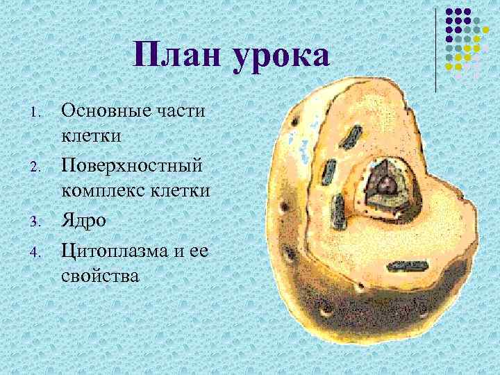 План урока 1. 2. 3. 4. Основные части клетки Поверхностный комплекс клетки Ядро Цитоплазма