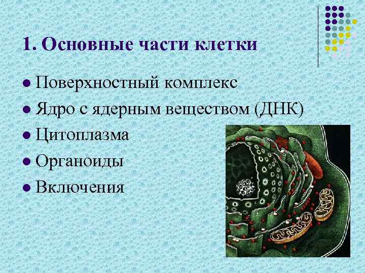 1. Основные части клетки Поверхностный комплекс l Ядро с ядерным веществом (ДНК) l Цитоплазма