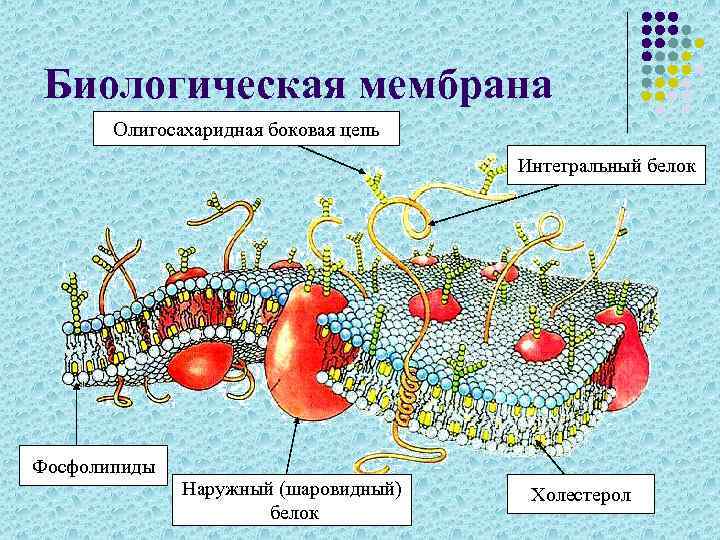 Биологическая мембрана Олигосахаридная боковая цепь Интегральный белок Фосфолипиды Наружный (шаровидный) белок Холестерол 