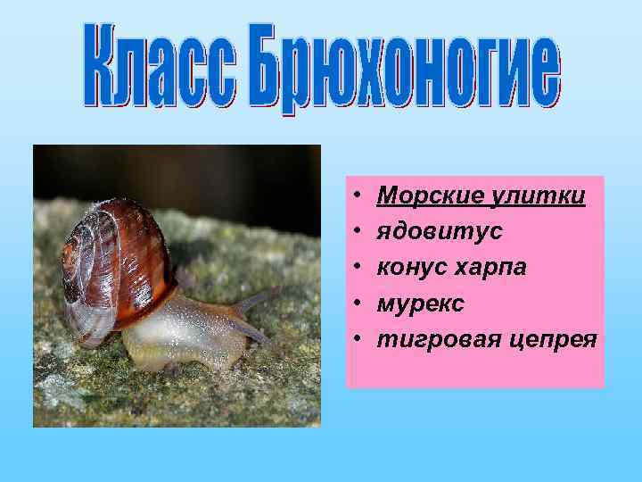 Ядовитая улитка конус фото