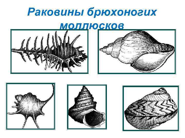 Внешнее строение раковин морских моллюсков