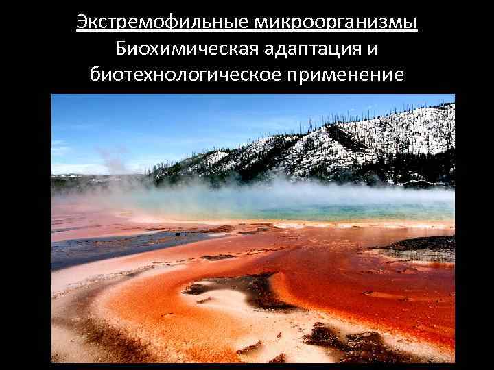 Экстремофильные микроорганизмы Биохимическая адаптация и биотехнологическое применение 