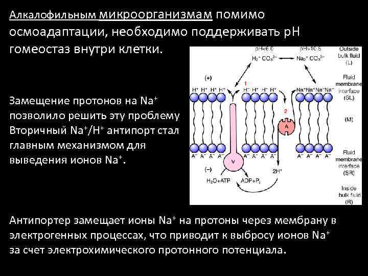 Алкалофильным микроорганизмам помимо осмоадаптации, необходимо поддерживать р. Н гомеостаз внутри клетки. Замещение протонов на