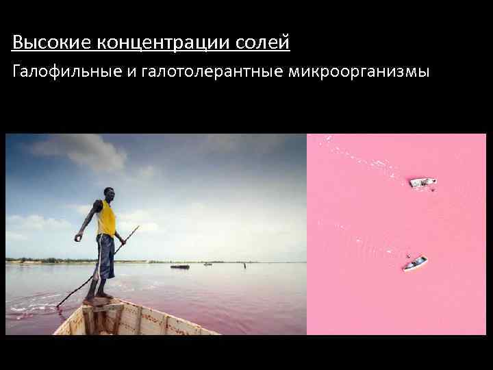 Высокие концентрации солеи Галофильные и галотолерантные микроорганизмы 