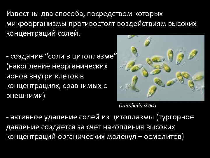 Адаптация микроорганизмов. Археи - экстремофильные микроорганизмы. Противостоим бактериям. Экстремофильные микроорганизмы презентация. Типы экстремофильных бактерий.