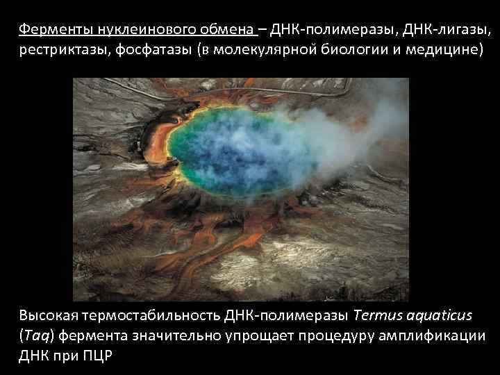 Ферменты нуклеинового обмена – ДНК-полимеразы, ДНК-лигазы, рестриктазы, фосфатазы (в молекулярнои биологии и медицине) Высокая