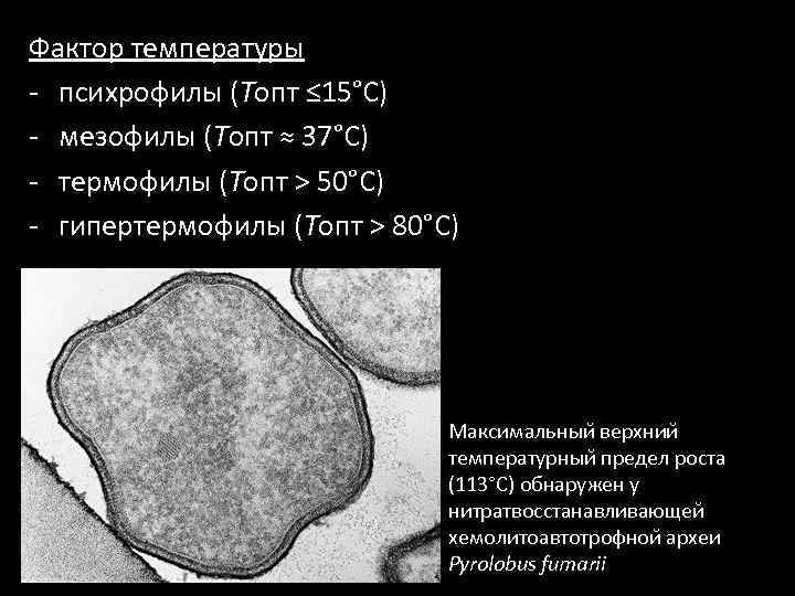 Мезофил