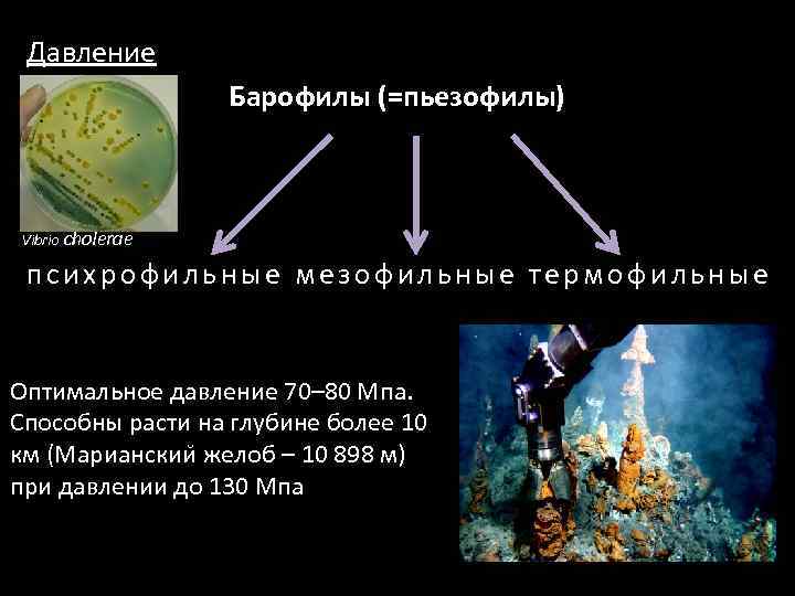 Давление Барофилы (=пьезофилы) Vibrio cholerae психрофильные мезофильные термофильные Оптимальное давление 70– 80 Мпа. Способны